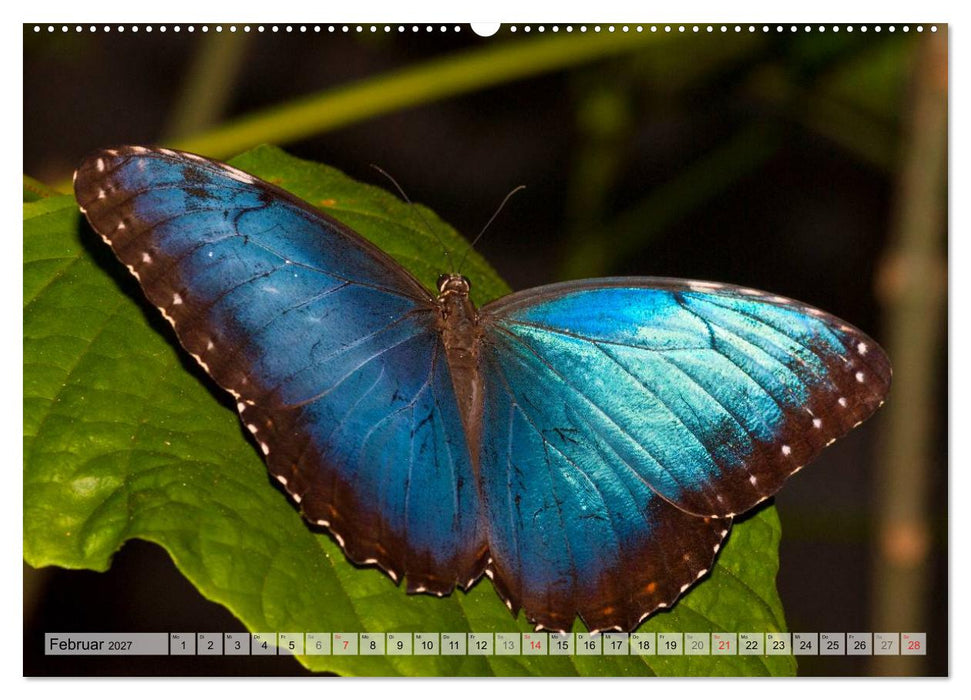 Schmetterlinge - zarte Geschöpfe der Natur (CALVENDO Premium Wandkalender 2027)