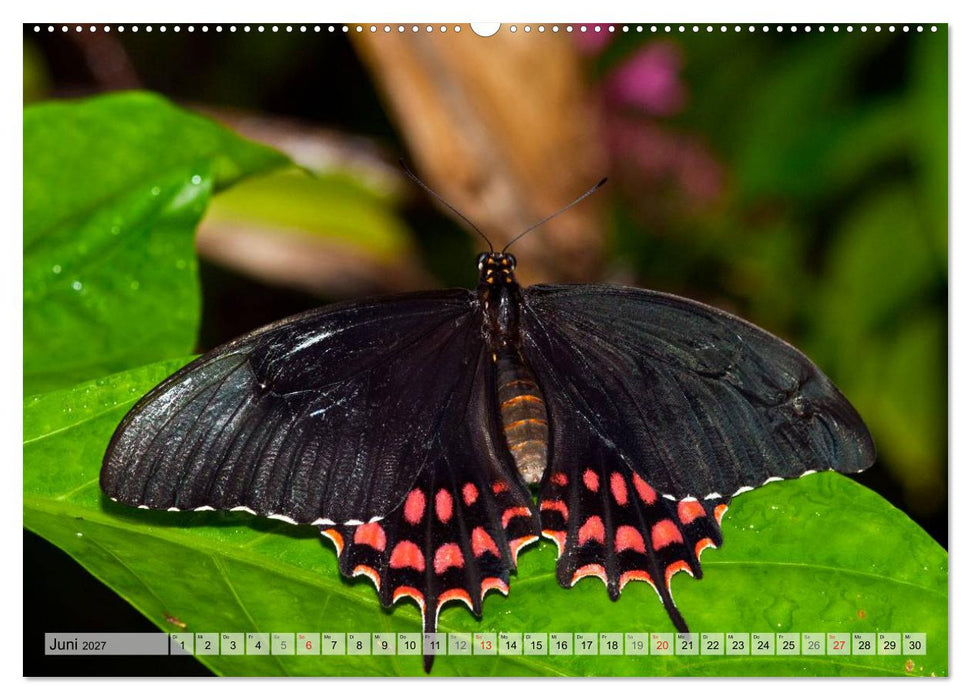 Schmetterlinge - zarte Geschöpfe der Natur (CALVENDO Premium Wandkalender 2027)