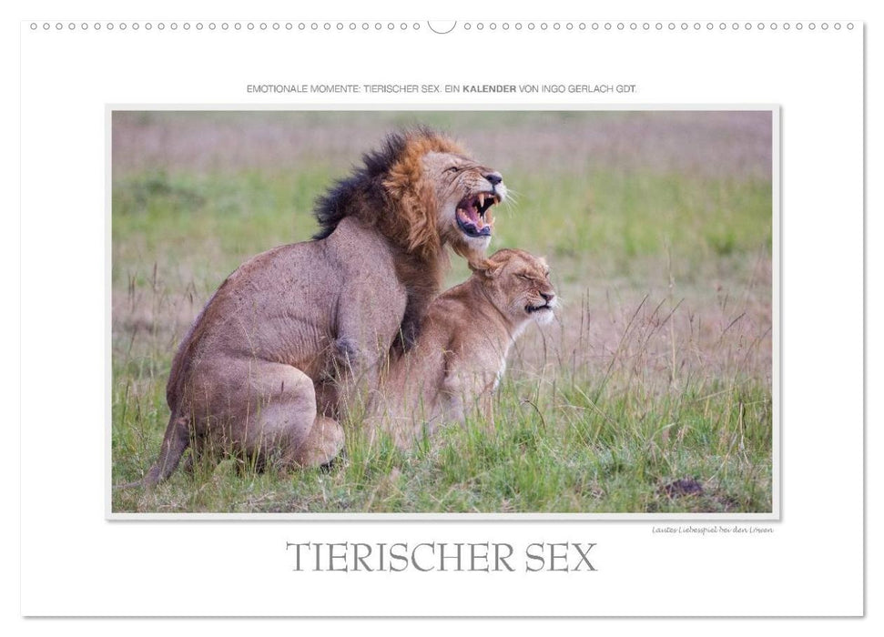 Emotionale Momente: Tierischer Sex. (CALVENDO Wandkalender 2027)