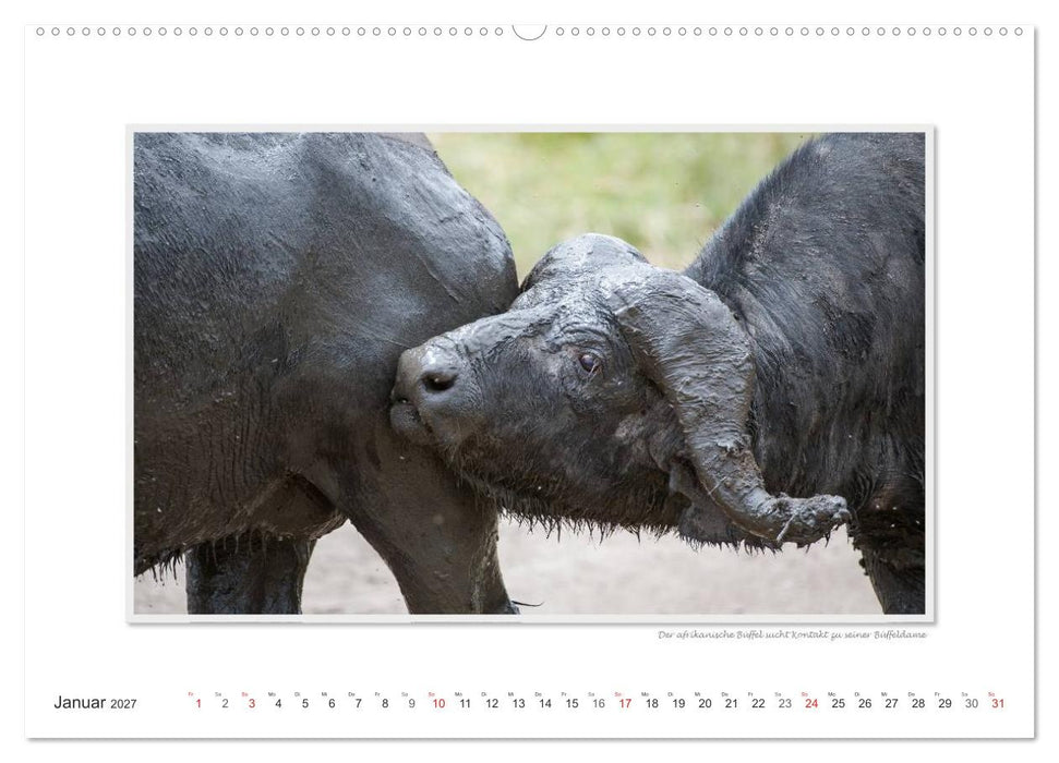 Emotionale Momente: Tierischer Sex. (CALVENDO Wandkalender 2027)