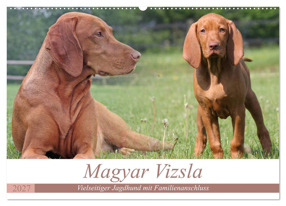 Magyar Vizsla - Vielseitiger Jagdhund mit Familienanschluss (CALVENDO Wandkalender 2027)