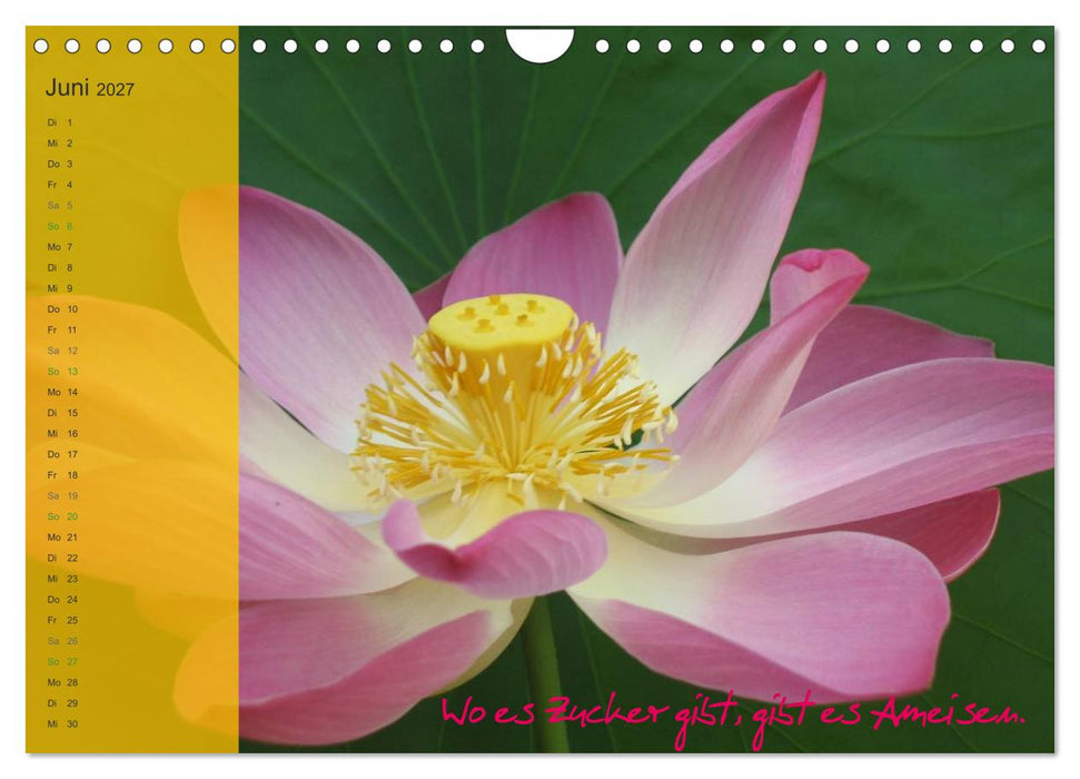 Bali und Java ~ mit indonesischen Weisheiten (CALVENDO Wandkalender 2027)