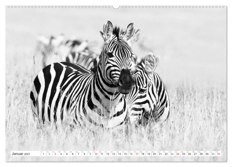 Emotionale Momente: Zebras - black & white. (CALVENDO Wandkalender 2027)