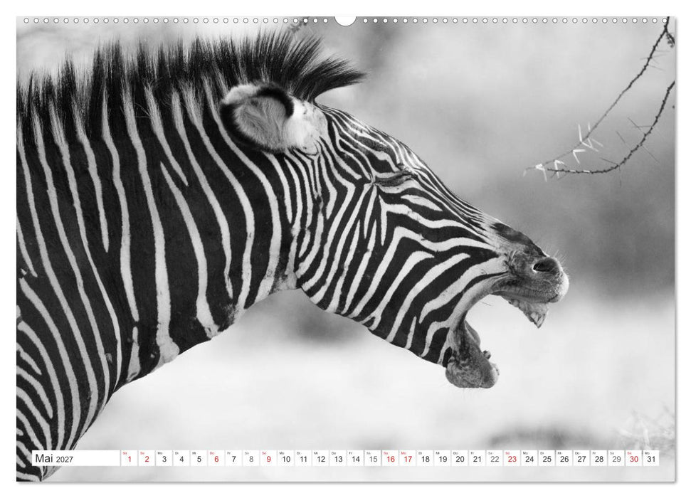 Emotionale Momente: Zebras - black & white. (CALVENDO Wandkalender 2027)