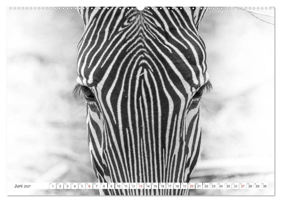 Emotionale Momente: Zebras - black & white. (CALVENDO Wandkalender 2027)