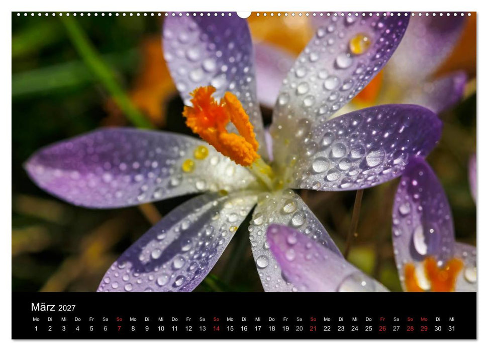 Wassertropfen (CALVENDO Wandkalender 2027)