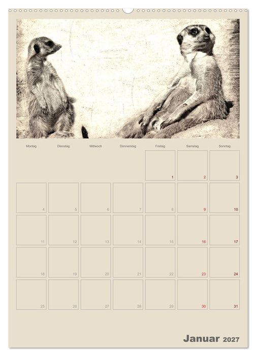 Lustige Erdmännchen (CALVENDO Wandkalender 2027)