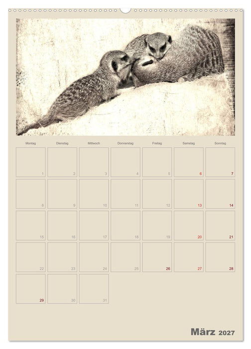 Lustige Erdmännchen (CALVENDO Wandkalender 2027)