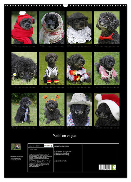 Pudel en vogue (CALVENDO Wandkalender 2027)