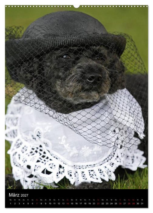 Pudel en vogue (CALVENDO Wandkalender 2027)
