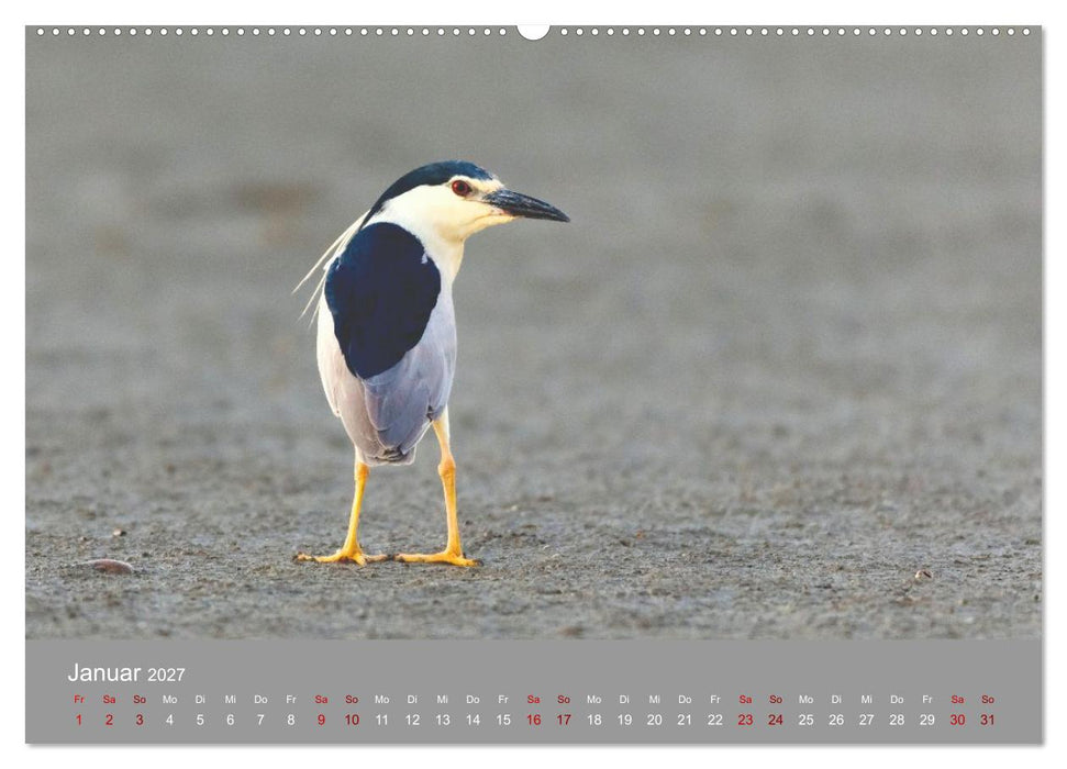 Unvergessene Reiherbilder (CALVENDO Wandkalender 2027)