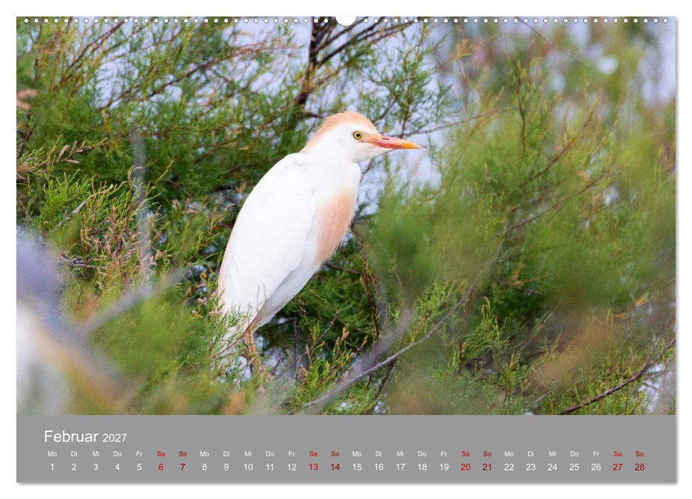 Unvergessene Reiherbilder (CALVENDO Wandkalender 2027)