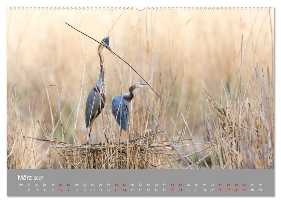 Unvergessene Reiherbilder (CALVENDO Wandkalender 2027)