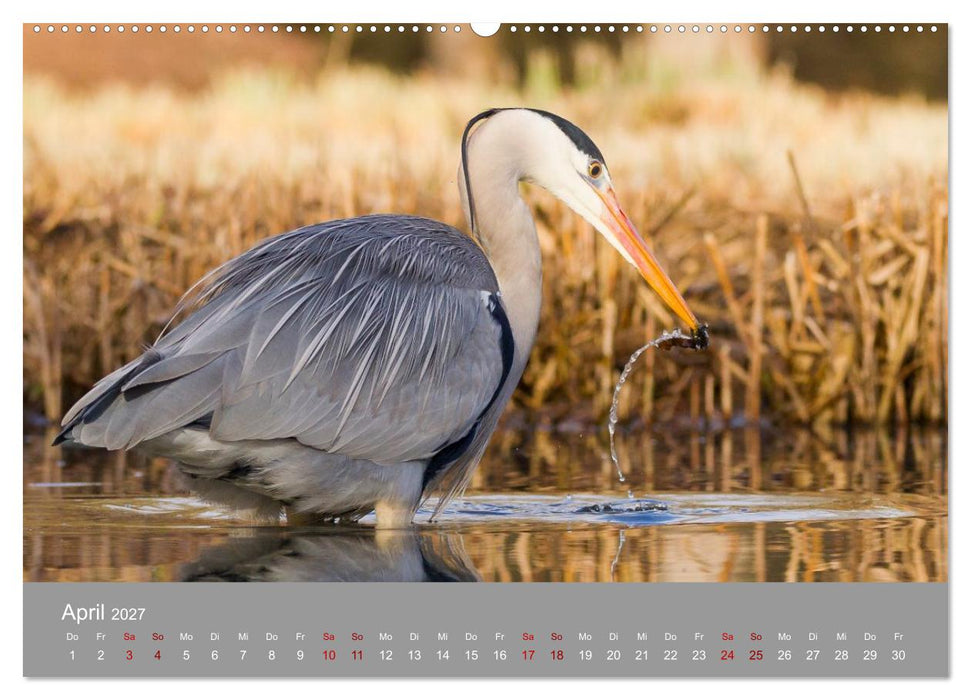 Unvergessene Reiherbilder (CALVENDO Wandkalender 2027)
