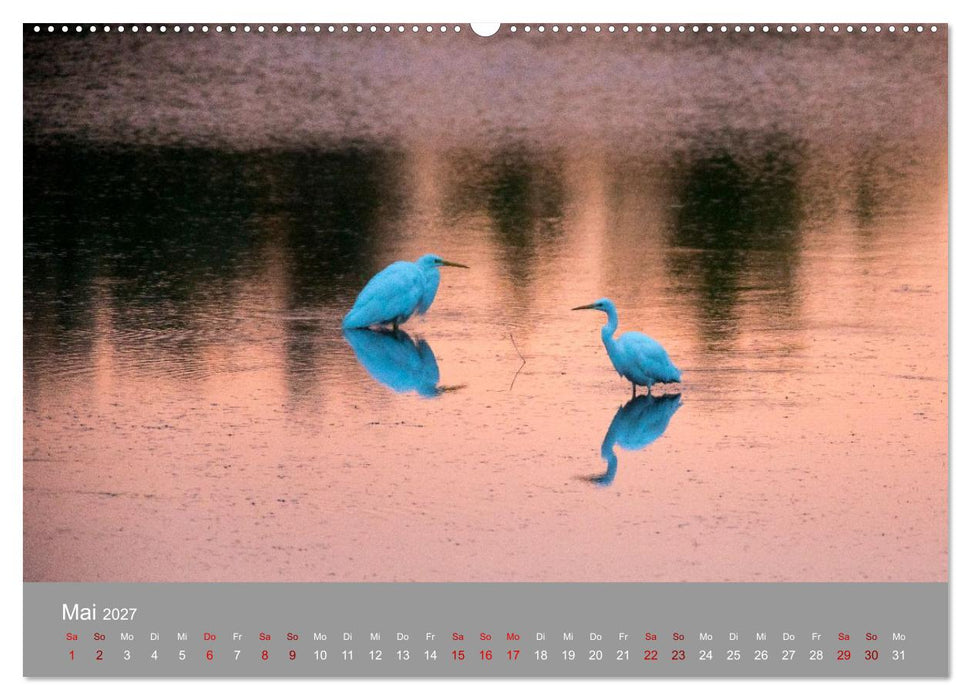 Unvergessene Reiherbilder (CALVENDO Wandkalender 2027)