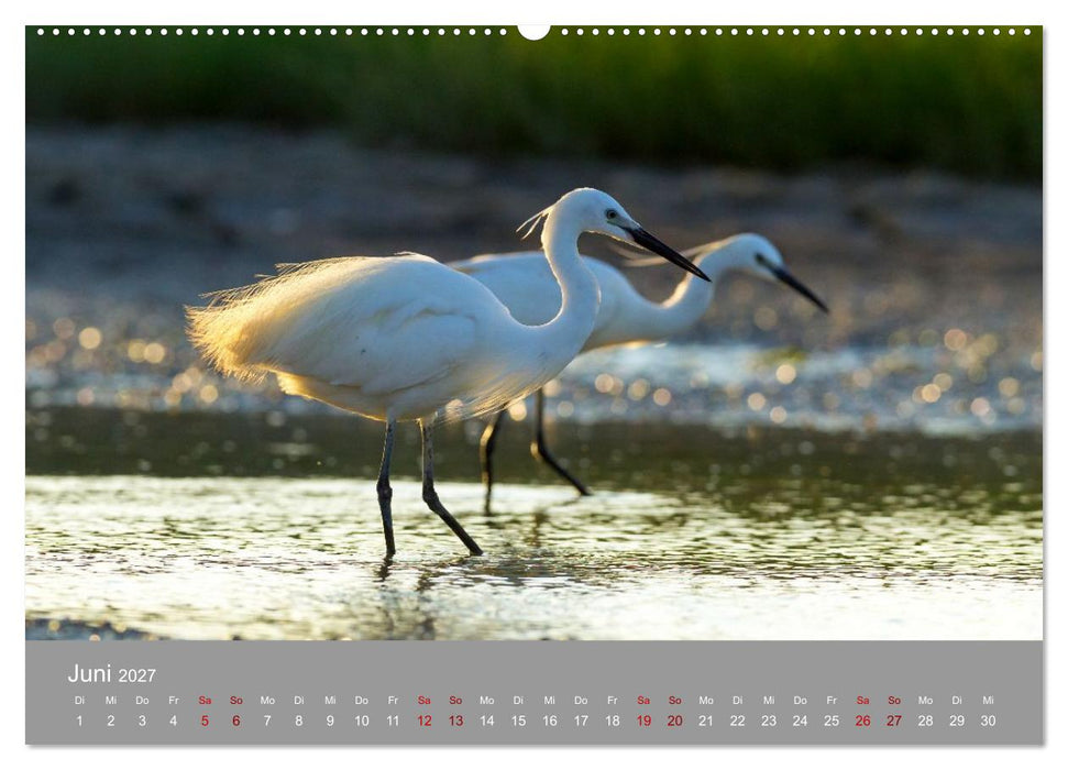 Unvergessene Reiherbilder (CALVENDO Wandkalender 2027)