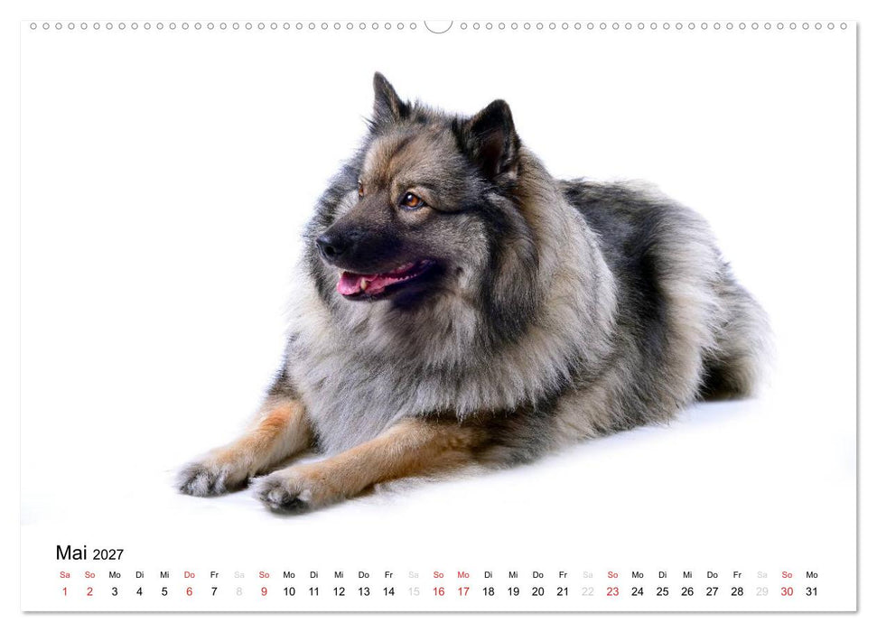 Der Wolfsspitz (CALVENDO Premium Wandkalender 2027)