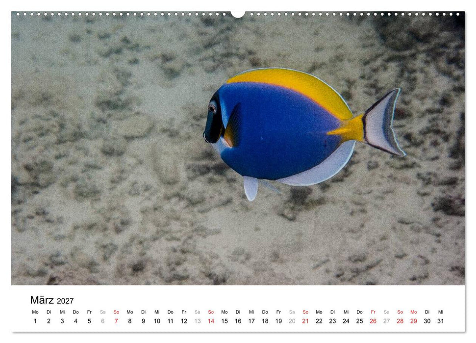 Unterwasserwelt der Malediven III (CALVENDO Wandkalender 2027)
