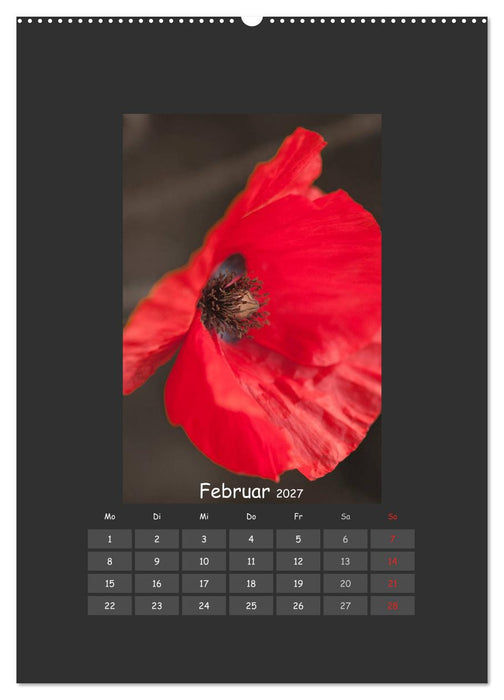 Mohn (CALVENDO Wandkalender 2027)