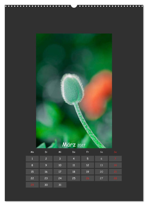 Mohn (CALVENDO Wandkalender 2027)
