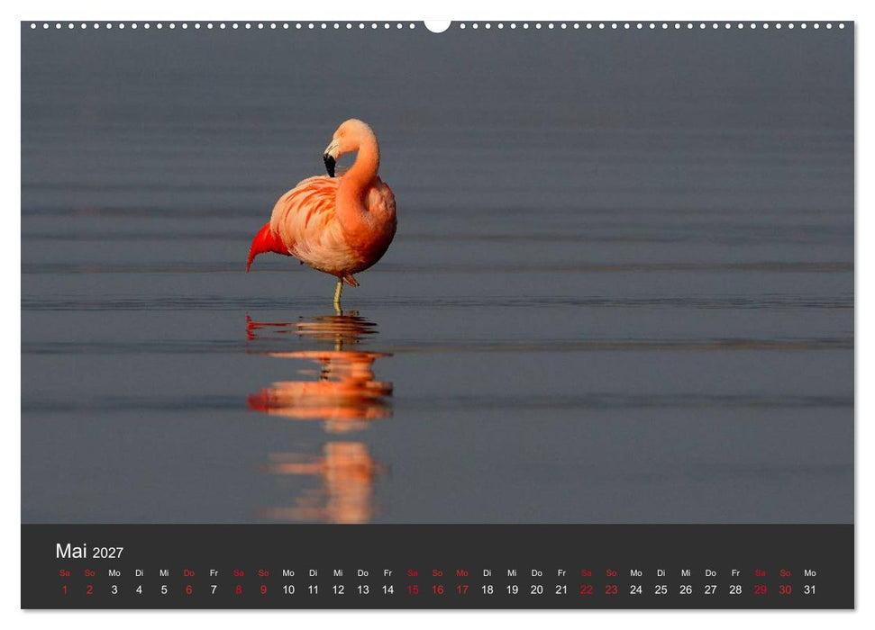 Pretty Flamingo (CALVENDO Premium Wandkalender 2027)