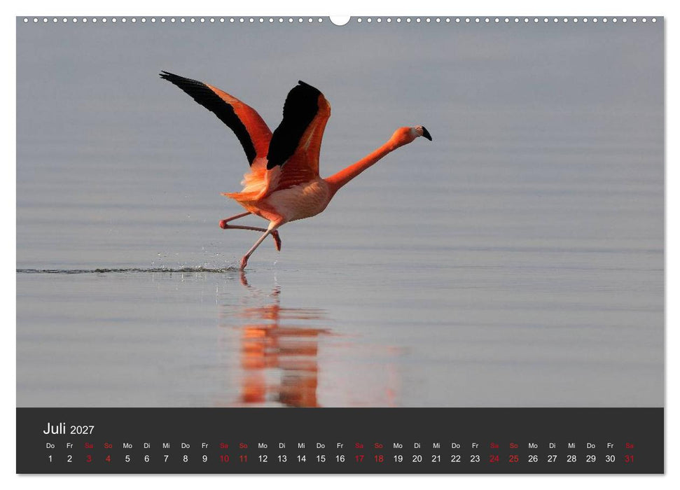 Pretty Flamingo (CALVENDO Premium Wandkalender 2027)