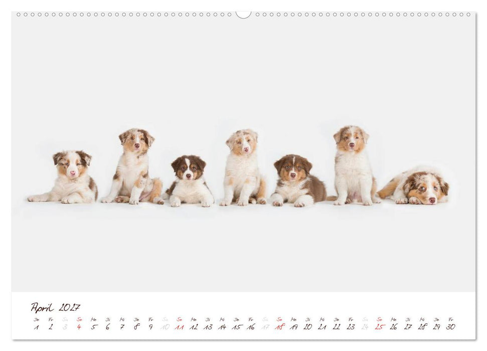 Wunderbare Australian Shepherds (CALVENDO Premium Wandkalender 2027)