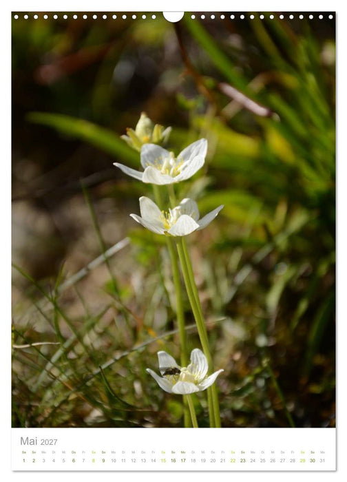 Alpenblumen (CALVENDO Wandkalender 2027)