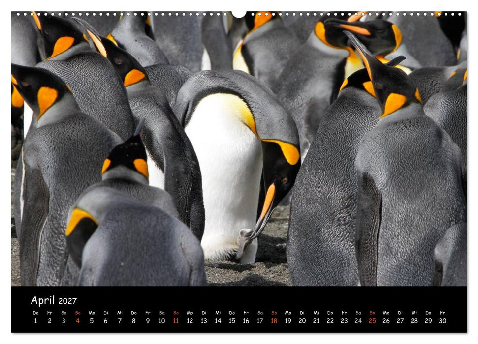 Pinguine aus aller Welt (CALVENDO Wandkalender 2027)