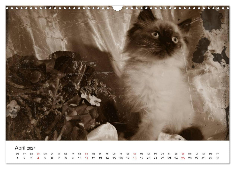 Oma's Katzenkalender 2027 (CALVENDO Wandkalender 2027)