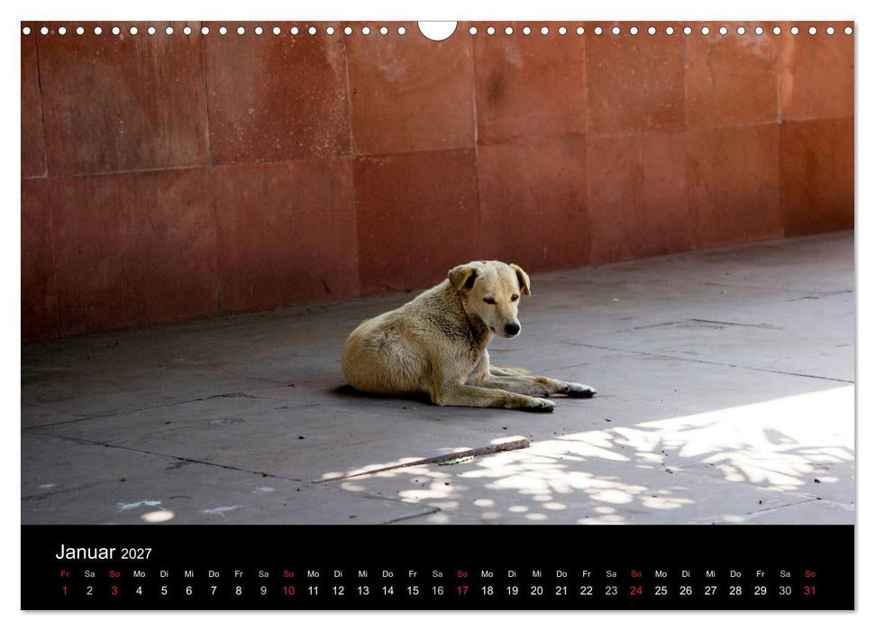 Straßenhunde (CALVENDO Wandkalender 2027)