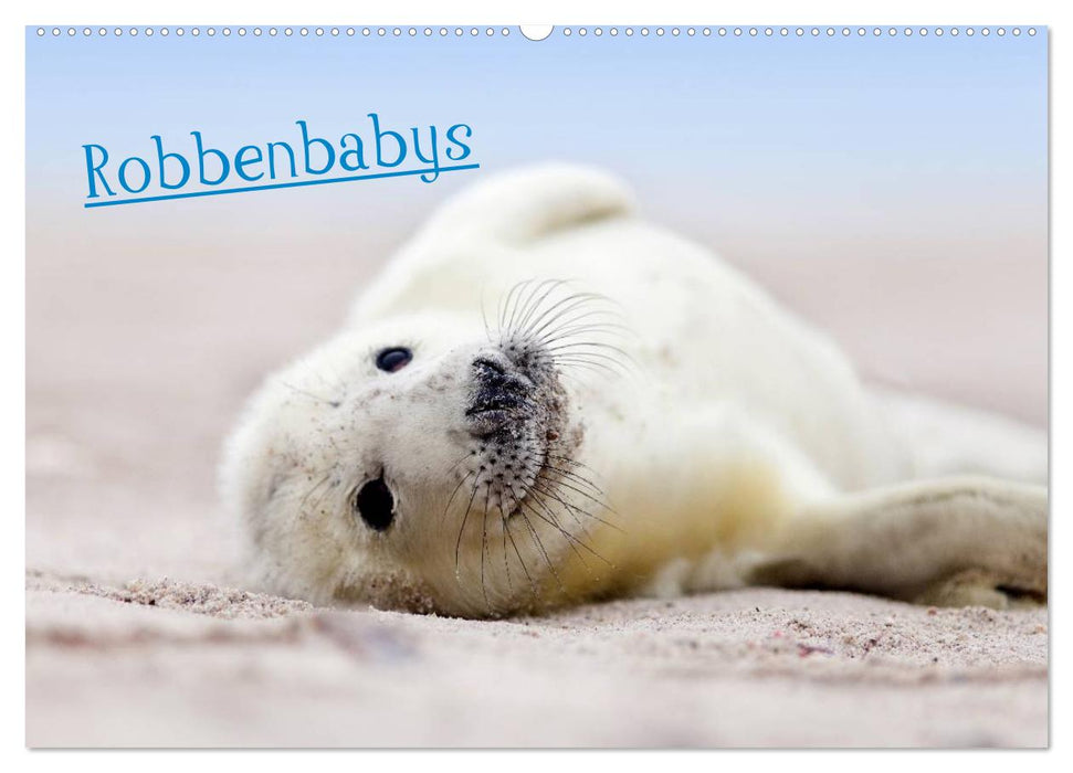 Robbenbabys (CALVENDO Wandkalender 2027)