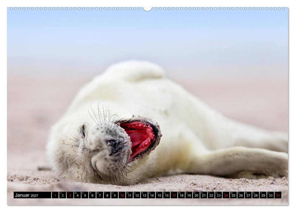 Robbenbabys (CALVENDO Wandkalender 2027)