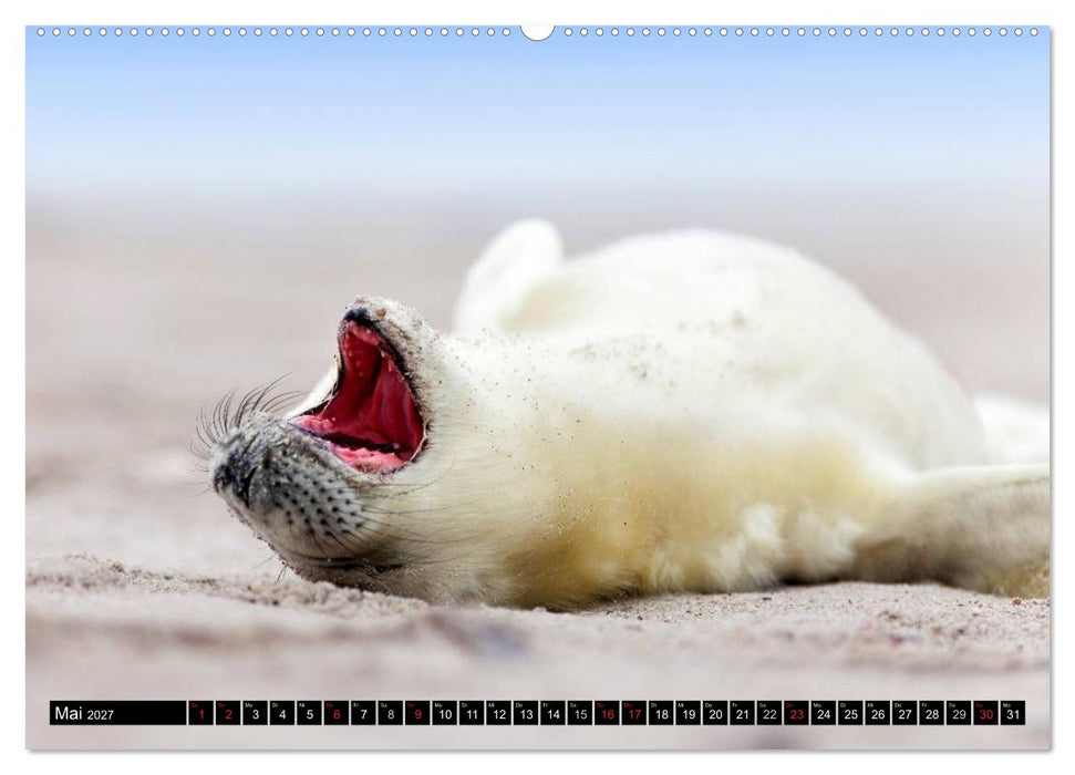 Robbenbabys (CALVENDO Wandkalender 2027)