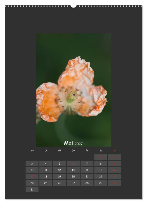 Mohn (CALVENDO Premium Wandkalender 2027)
