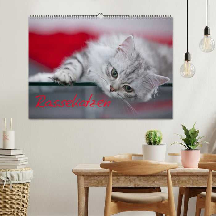 Rassekatzen (CALVENDO Wandkalender 2027)