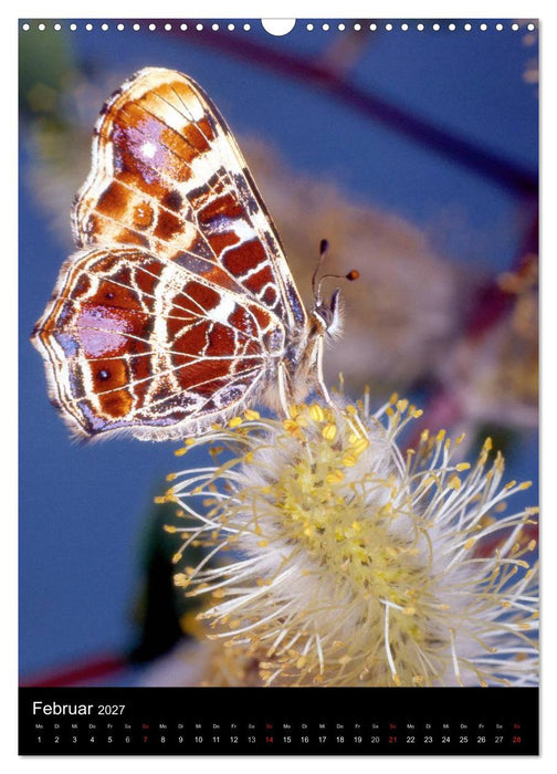 Schmetterlilnge und Blumen (CALVENDO Wandkalender 2027)