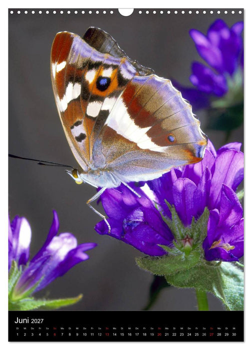 Schmetterlilnge und Blumen (CALVENDO Wandkalender 2027)