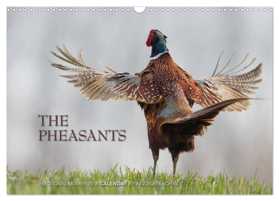 Emotional Moments: The pheasants. UK-Version (CALVENDO Monthly Calendar 2027)