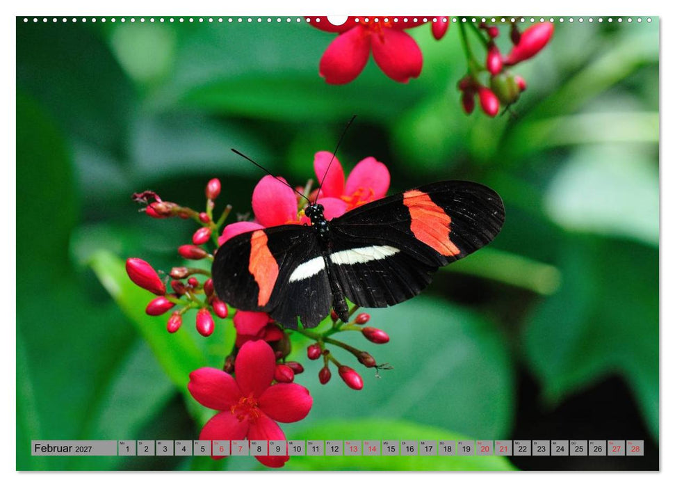 Butterfly's - Schmetterlinge für Zuhause (CALVENDO Premium Wandkalender 2027)