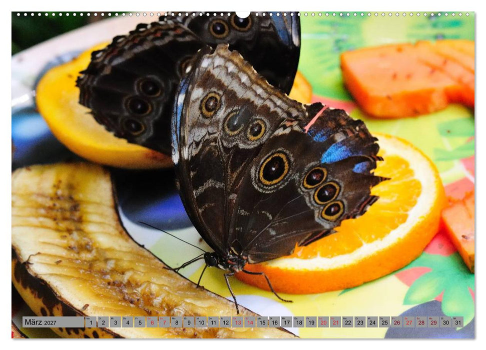 Butterfly's - Schmetterlinge für Zuhause (CALVENDO Premium Wandkalender 2027)