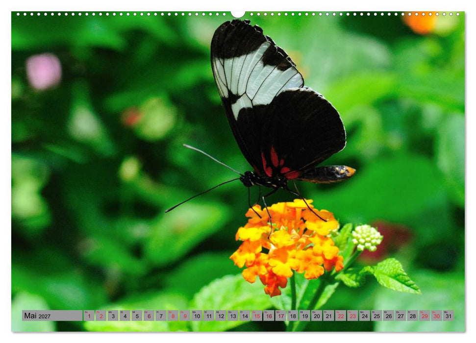Butterfly's - Schmetterlinge für Zuhause (CALVENDO Premium Wandkalender 2027)