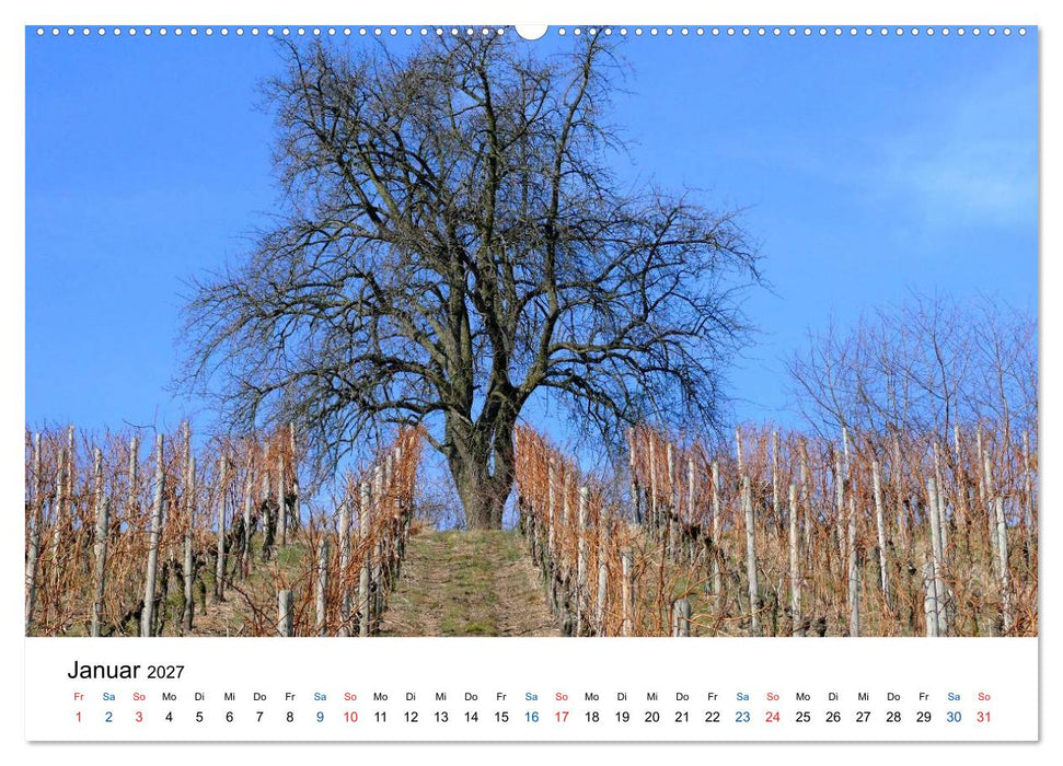Württemberger Wein 2027 (CALVENDO Premium Wandkalender 2027)