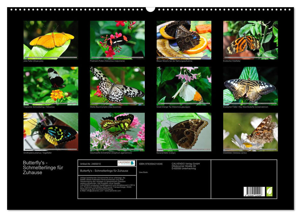 Butterfly's - Schmetterlinge für Zuhause (CALVENDO Wandkalender 2027)