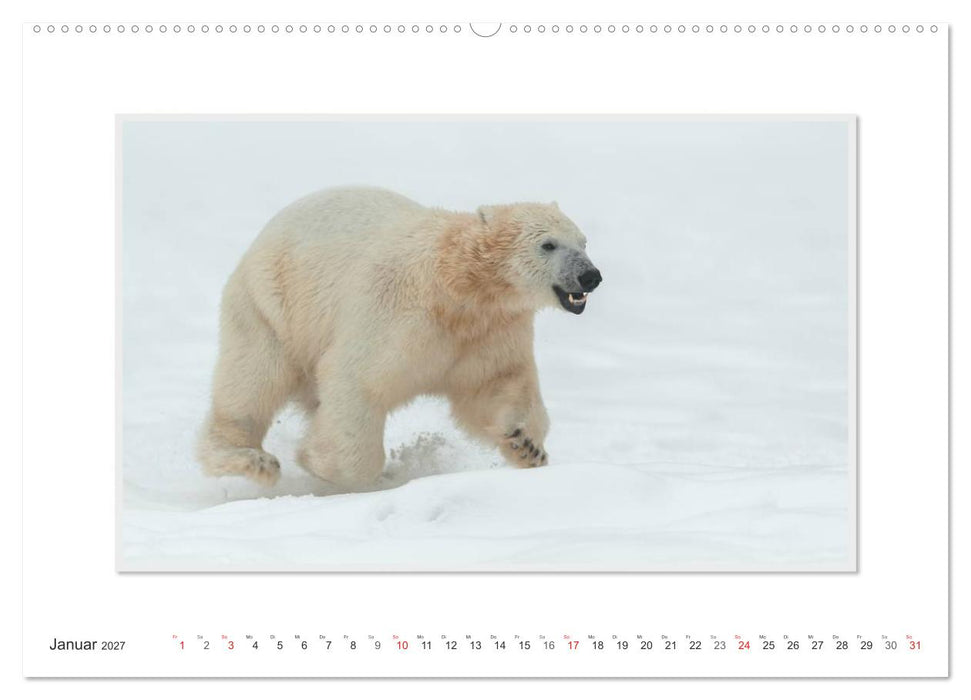 Emotionale Momente: Der Eisbär. (CALVENDO Premium Wandkalender 2027)
