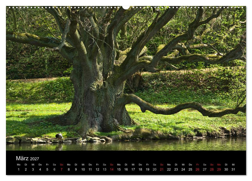 Baum-Variationen (CALVENDO Wandkalender 2027)