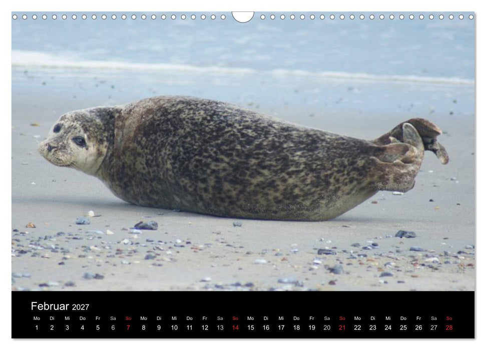 Verspielte Robben (CALVENDO Wandkalender 2027)