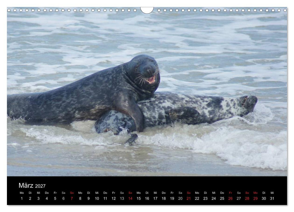 Verspielte Robben (CALVENDO Wandkalender 2027)