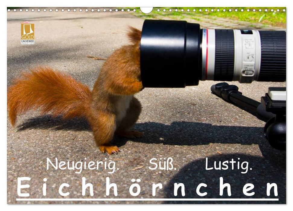 Eichhörnchen (CALVENDO Wandkalender 2027)