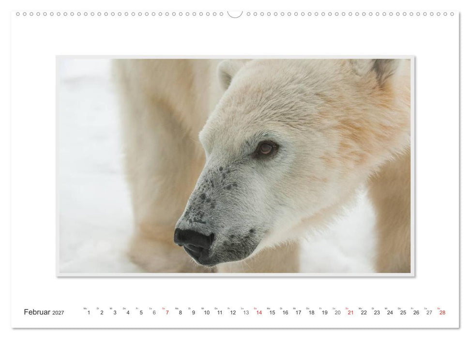 Emotionale Momente: Der Eisbär. (CALVENDO Wandkalender 2027)